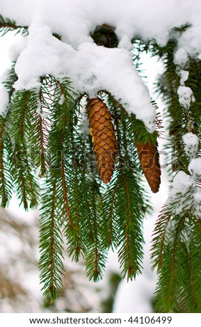 branch of fir with cones under snow
