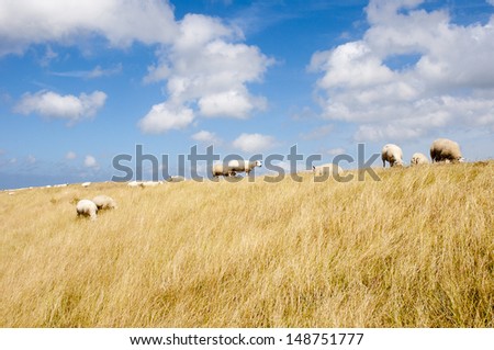 herd of sheep on dutch dike with blue sky with white clouds