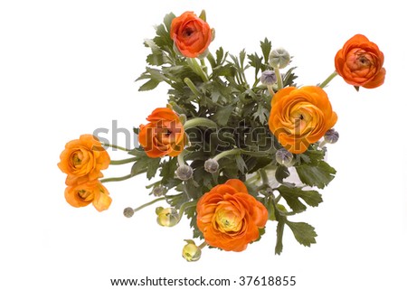 stock photo orange ranunculus flowers