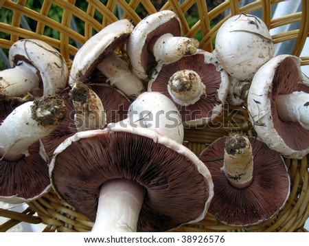 Fresh picked Mushrooms