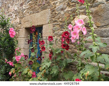 Red and pink Mullein growing by an old european house