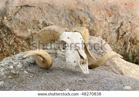 Ram skull on rock
