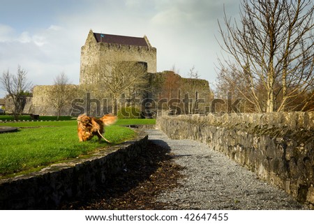 mediavel Castle  in Athenry and playing dog,Autumn