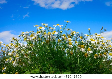 daisy flowers on green stem and blue sky with clouds