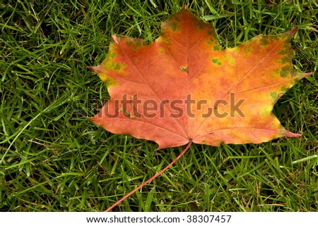 Maple leaf lying on the lawn. One of the first leaves that fell from the tree.