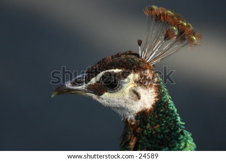 Baby Peacock Side Portrait