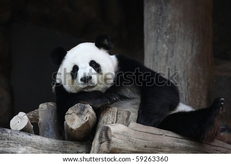 cute animal The Giant Panda relax time in zoo