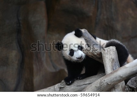 cute animal Giant Panda