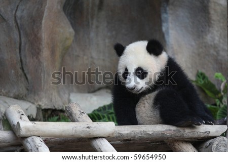 cute animal baby Giant Panda