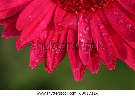 Flower Raindrop