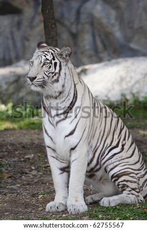 white tiger sitting in an open field.