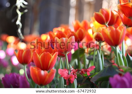 orange tulip flower and leaf with tulip background texture