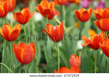 orange tulip flower background texture
