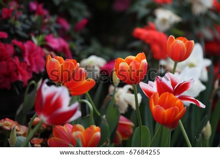 tulip flower in garden on tulip background