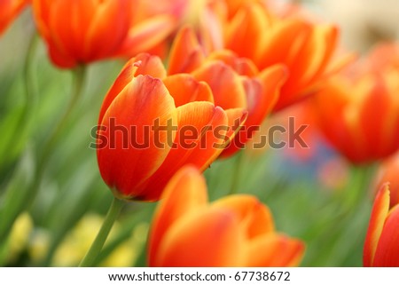 red yellow Tulips flower shot from below macro close up with tulip background pattern