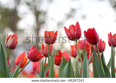 Winter beautiful red white tulip flower field with tulip background garden, Chiangmai, Thailand