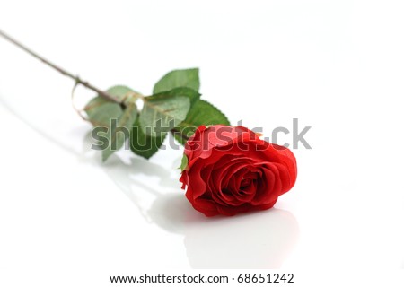 Rose Love Flower