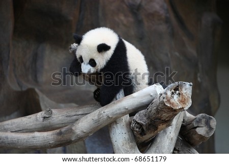 Cute lovely animal little baby giant panda bear on the tree