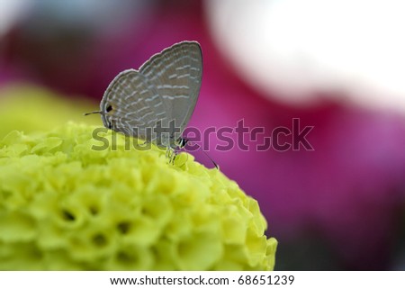 Monarch butterfly on yellow Zinnia flower in nature background, macro shot over white with shallow depth of field and focus