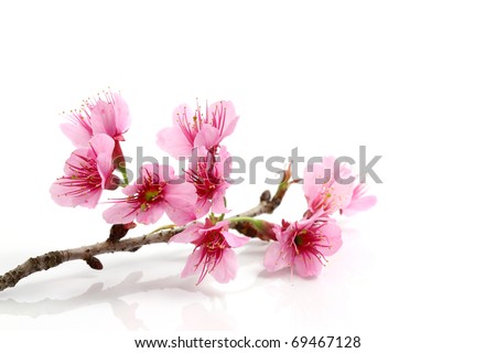 stock photo Cherry blossom sakura flower isolated on white background