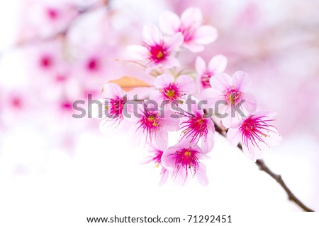 stock photo Cherry blossom pink sakura flower