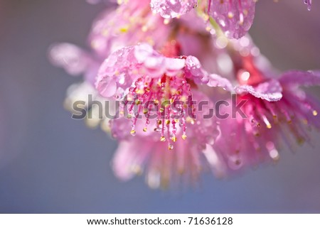 stock photo Cherry Blossom Pink Sakura flower closeup with raindrop 