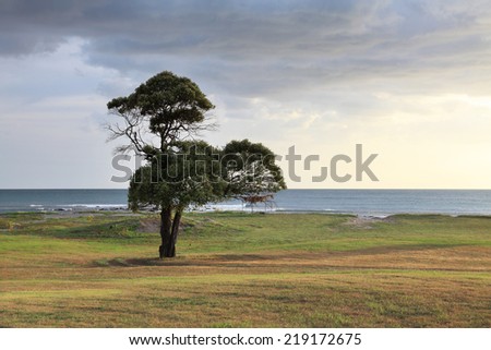 lone tree on the ocean coast. Nicaragua. Coast of the Pacific ocean
