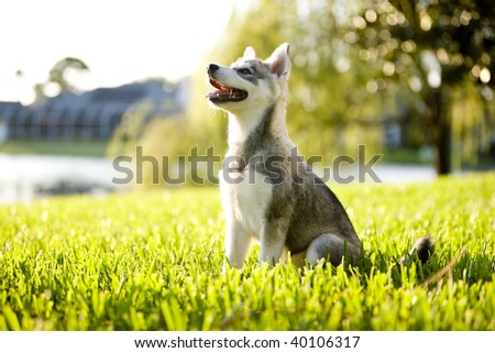 Alaskan Klee Kai puppy sitting on grass looking up