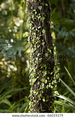 Tree in woods, trunk covered in small vines