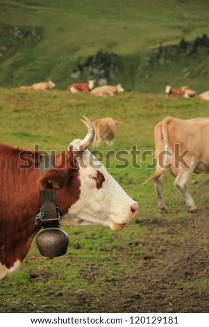 Beautiful profile portrait of a white and brown cow wearing a bell with other cows in the background