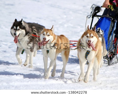 A husky sled dog team at work with tongue outside by winter day