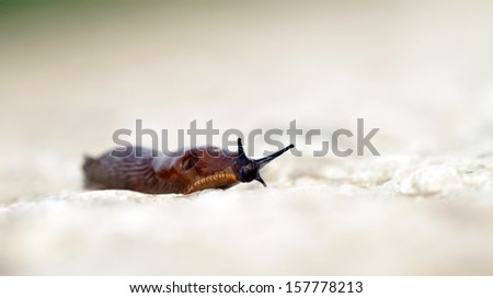 Brown slug moving slowly on ground after the rain, antenna up