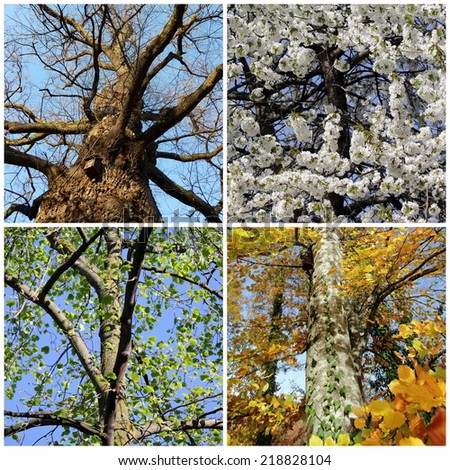 Set of four trees for each season