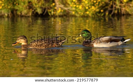 Mallard or wild duck couple, anas platyrhynchos, floating on the water by sunset