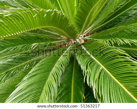 istock - Comment réussir à se faire accepter chez Istock ? Stock-photo-close-up-of-green-palm-tree-leaves-51363217