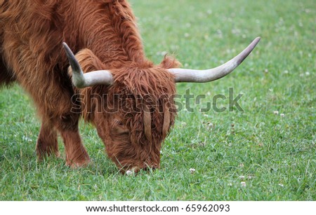 Portrait of a brown beautiful scottish cow with its two big horns eating the green grass