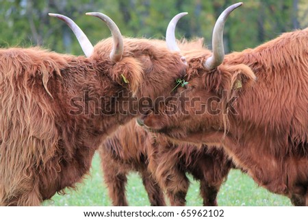 Portrait of  brown beautiful scottish cows the head upon the other and with their big horns