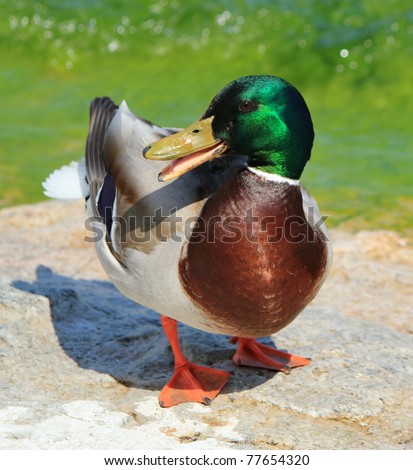 One male mallard duck standing at the sun and chatting with its open beak next to the water