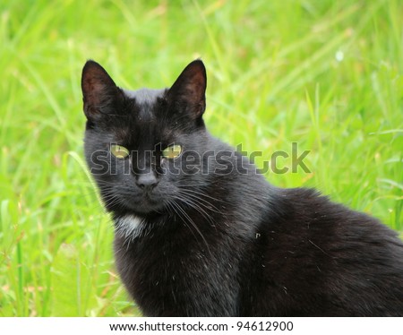 Portrait of a black cat with yellow eyes standing outside in green grass