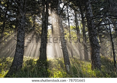 Sun rays shining though to the forest floor on a misty day.