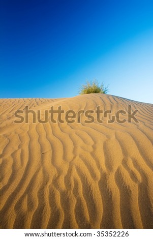 Sand dune with a bush on the top