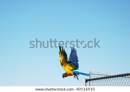 Blue and gold macaw in flight