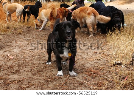 a small dog stands apart from the pack