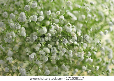 Gypsophila (Baby\'s-breath flowers), light, airy masses of small white flowers.