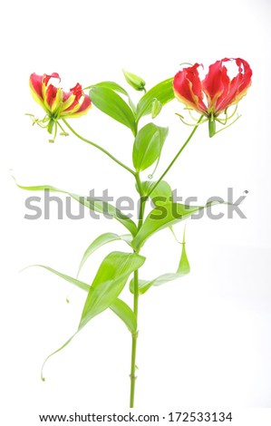 Beautiful Flame lily isolated on white