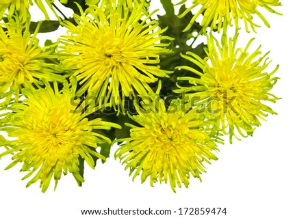 beautiful chrysanthemums isolated on white