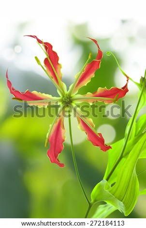 Flame Lily