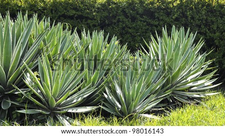 Cactus Agave