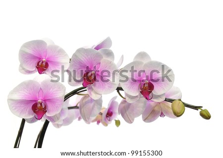 Light Pink Orchids