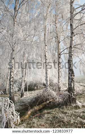 Wintry landscape with snowy trees
